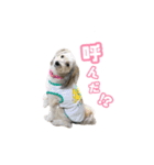 チャイクレのチビ（個別スタンプ：21）
