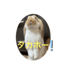 うさぎのロッピー 応援ver（個別スタンプ：1）