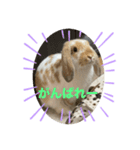 うさぎのロッピー 応援ver（個別スタンプ：3）