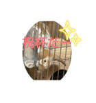 うさぎのロッピー 応援ver（個別スタンプ：6）