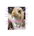 うさぎのロッピー 応援ver（個別スタンプ：7）