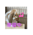 うさぎのロッピー 応援ver（個別スタンプ：8）