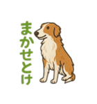 犬と犬と犬と犬のスタンプ（個別スタンプ：36）