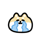 柴犬のリアクション 動くスタンプ（個別スタンプ：24）
