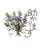 大人の挨拶♡品よくおしゃれに♡ハーブ＆花（個別スタンプ：19）