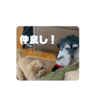 オレオのためのスタンプ第2弾（個別スタンプ：13）