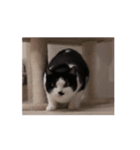 まるちゃん movie3（個別スタンプ：1）