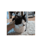まるちゃん movie3（個別スタンプ：2）