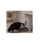 まるちゃん movie3（個別スタンプ：4）