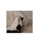 まるちゃん movie3（個別スタンプ：13）