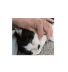 まるちゃん movie3（個別スタンプ：14）