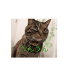 ネコネコシリーズ3（個別スタンプ：8）