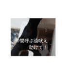かわいいちょこちゃんだよ（個別スタンプ：6）