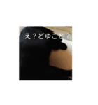 かわいいちょこちゃんだよ（個別スタンプ：8）