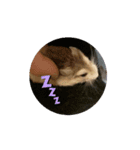 ハムハムたちの日常（個別スタンプ：2）