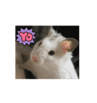 ハムハムたちの日常（個別スタンプ：4）