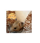 ハムハムたちの日常（個別スタンプ：6）
