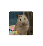 ハムハムたちの日常（個別スタンプ：12）