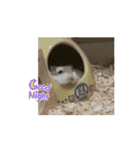 ハムハムたちの日常（個別スタンプ：16）