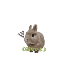 みるくのことば（個別スタンプ：5）