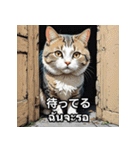 ネコたちのいろんな気分（個別スタンプ：15）