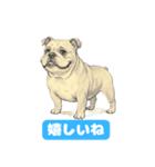 リアル－ブルドッグの喜怒哀楽スタンプ 1（個別スタンプ：1）