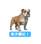 リアル－ブルドッグの喜怒哀楽スタンプ 1（個別スタンプ：10）