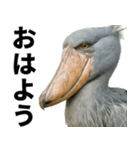 ハシビロコウのリアル日常スタンプ（個別スタンプ：1）