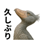 ハシビロコウのリアル日常スタンプ（個別スタンプ：5）