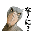 ハシビロコウのリアル日常スタンプ（個別スタンプ：8）
