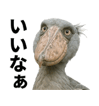 ハシビロコウのリアル日常スタンプ（個別スタンプ：10）