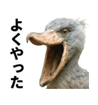 ハシビロコウのリアル日常スタンプ（個別スタンプ：12）