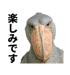 ハシビロコウのリアル日常スタンプ（個別スタンプ：13）
