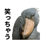 ハシビロコウのリアル日常スタンプ（個別スタンプ：14）