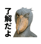 ハシビロコウのリアル日常スタンプ（個別スタンプ：16）