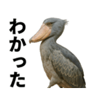 ハシビロコウのリアル日常スタンプ（個別スタンプ：17）