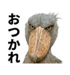 ハシビロコウのリアル日常スタンプ（個別スタンプ：22）