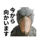 ハシビロコウのリアル日常スタンプ（個別スタンプ：26）