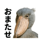 ハシビロコウのリアル日常スタンプ（個別スタンプ：28）