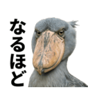 ハシビロコウのリアル日常スタンプ（個別スタンプ：29）