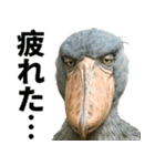 ハシビロコウのリアル日常スタンプ（個別スタンプ：31）