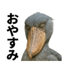 ハシビロコウのリアル日常スタンプ（個別スタンプ：32）