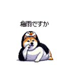 ペンギン太っちょ柴犬2 梅雨に向かって（個別スタンプ：33）