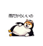 ペンギン太っちょ柴犬2 梅雨に向かって（個別スタンプ：35）