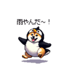 ペンギン太っちょ柴犬2 梅雨に向かって（個別スタンプ：38）