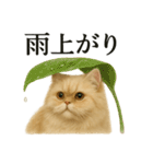 【梅雨入り】雨の日のペルシャ猫の会話（個別スタンプ：1）