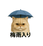 【梅雨入り】雨の日のペルシャ猫の会話（個別スタンプ：5）