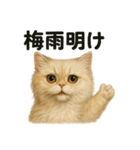 【梅雨入り】雨の日のペルシャ猫の会話（個別スタンプ：6）