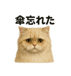 【梅雨入り】雨の日のペルシャ猫の会話（個別スタンプ：7）