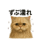 【梅雨入り】雨の日のペルシャ猫の会話（個別スタンプ：8）